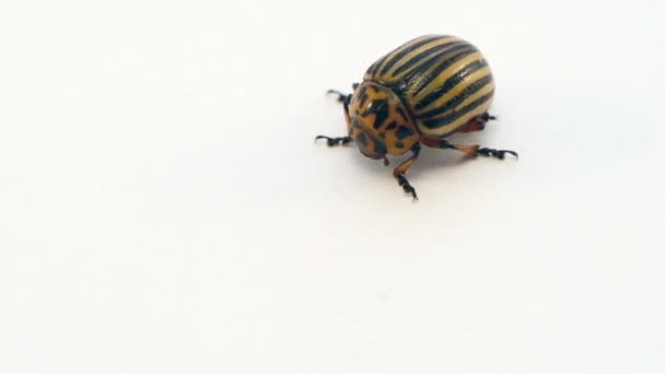 Colorado potato beetle — Stock Video