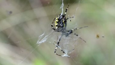 SpiderWeb örümcek Rüzgar