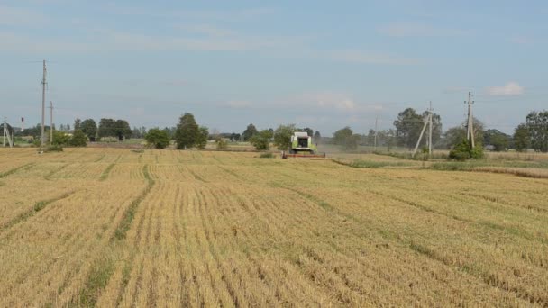 Kombinovat sklizeň pšenice — Stock video