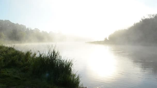 Nebel, Flusslauf — Stockvideo