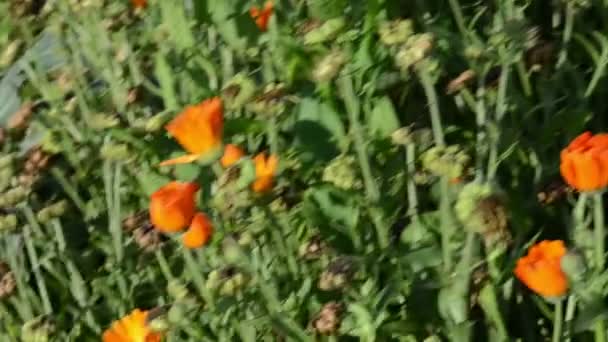 Kadife çiçeği calendula yürüyüş — Stok video