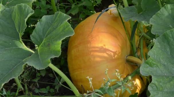 Mauvaise herbe aux légumes citrouille — Video