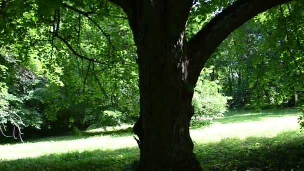 Old lime tree trunk green — Stock Video