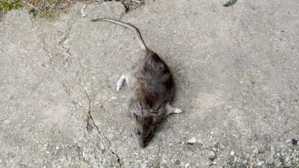 Prenez à la main rat mort 