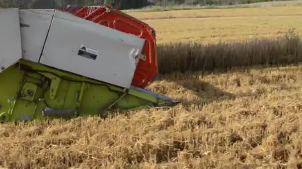 収穫の小麦を組み合わせる — ストック動画