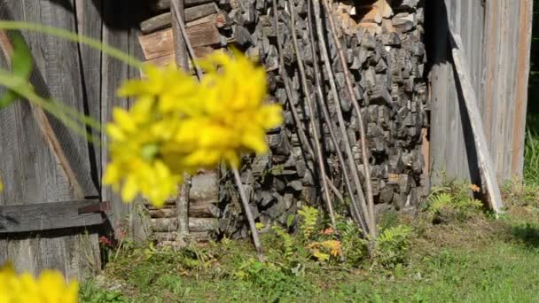 Yellow flower house rural — Stock Video