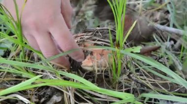 kırmızı bere mantar gizli