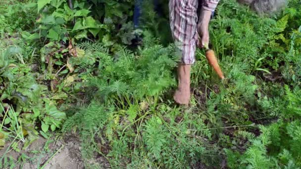 Zanahoria madura mujer mayor — Vídeos de Stock