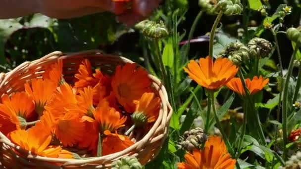 Marigold calendula blomma — Stockvideo