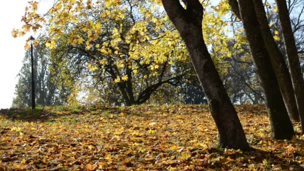 Sunlight leaf fall autumn — Stock Video