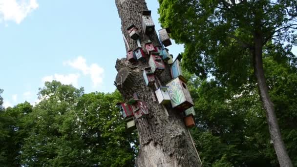 Colorido pájaro casa árbol — Vídeos de Stock