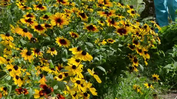 Flicka ben rudbeckia blomma — Stockvideo