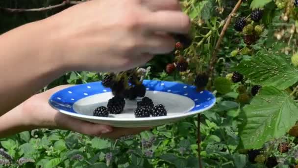 Kvinna blackberry berry — Stockvideo