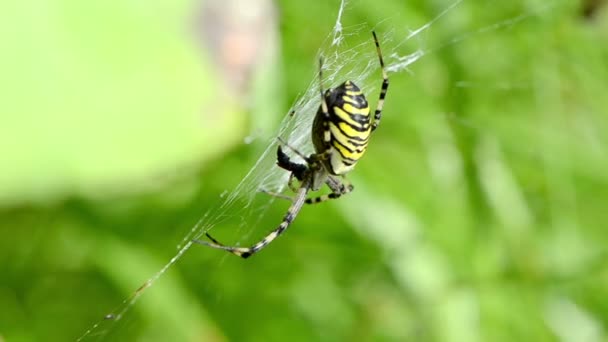 Avispa araña web viento — Vídeo de stock