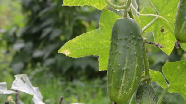 Pepino macro fruta — Vídeos de Stock