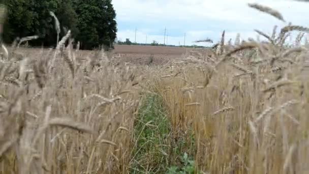 Ripe wheat plowed field — Stock Video