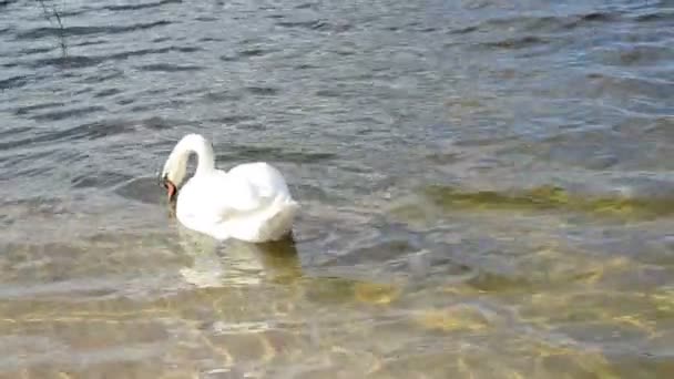 Cisne pájaro mirada comida — Vídeo de stock