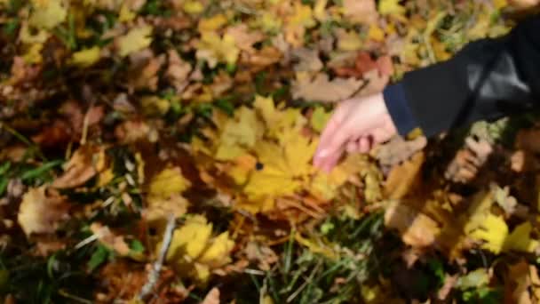 Pic à la main montrer feuille d'érable — Video