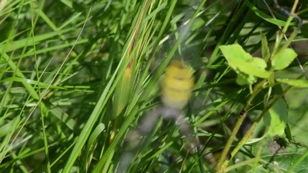 Wasp spider web meadow — Stock Video