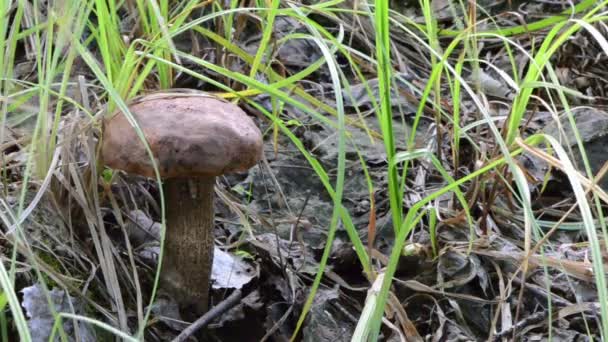 Bouchon rouge champignon herbe — Video