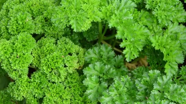 Curly parsley ecological — Stock Video