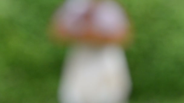 Cep гриб Мосс — стокове відео