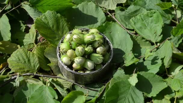 Hazel nut metalliska maträtt — Stockvideo