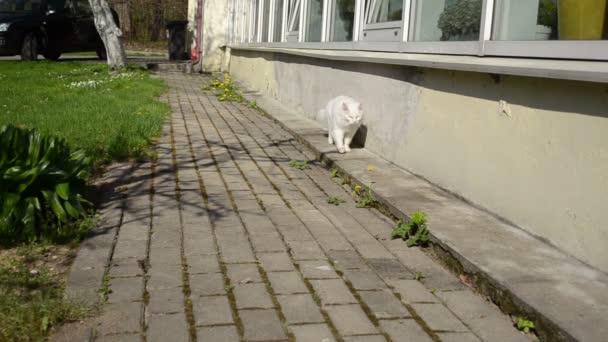 Vit katt promenad sowthistle — Stockvideo