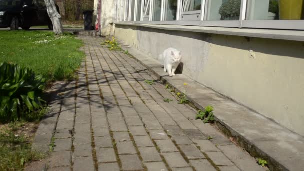 Vit katt promenad sowthistle — Stockvideo