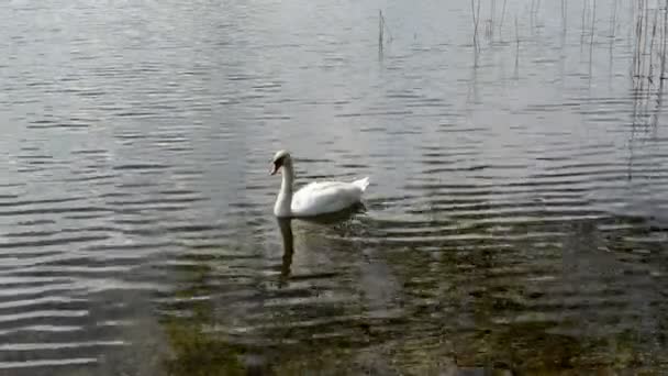 Ondulazione cigno lago acqua — Video Stock