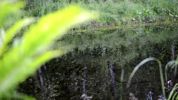 연못 흐림 고비 잎 — 비디오