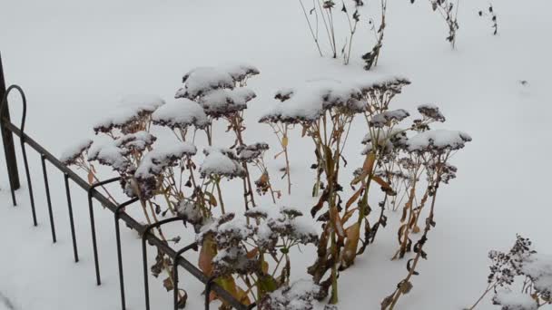 Caída de nieve flor permanecen — Vídeo de stock