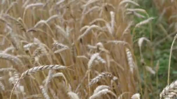 Спелые пшеничные поля — стоковое видео