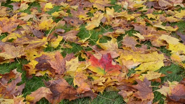 Woman boot autumn leaf — Stock Video