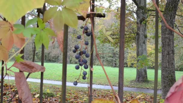 Femme récolter des baies de raisin — Video