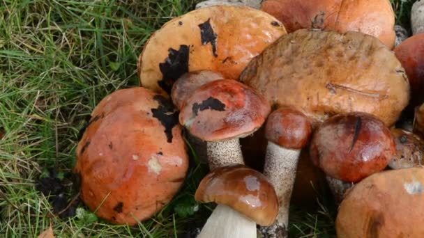 Pile champignons chapeau rouge — Video