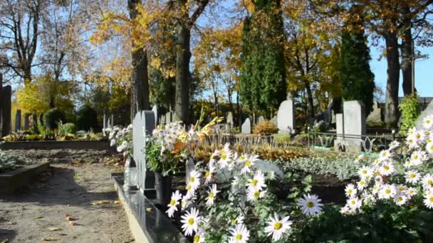 Marguerite flower grave — Stock Video