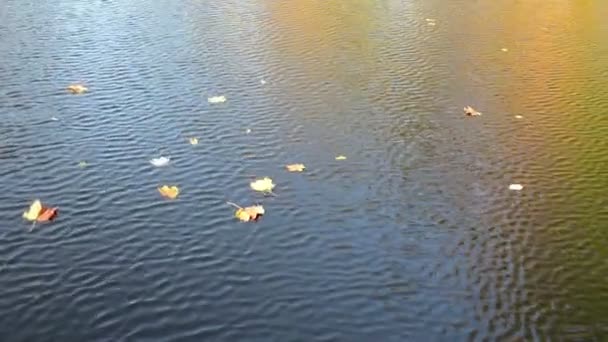 Herbst Blatt fallen Wasser — Stockvideo