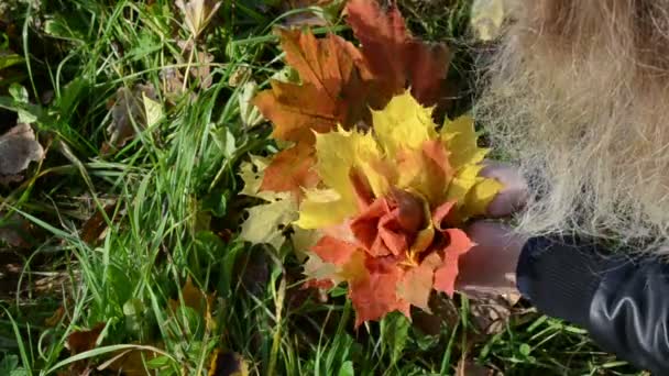 Flower made autumn leaves — Stock Video
