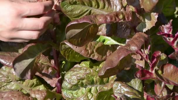 Hand pick salade blad — Stockvideo