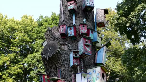 Vogelhaus toter Baum — Stockvideo