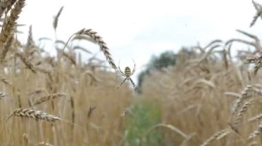 Wasp örümcek buğday kulak