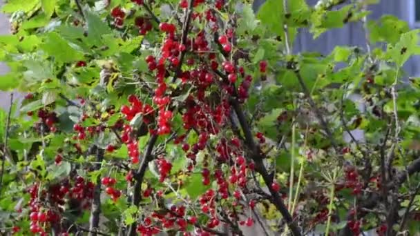 红醋栗果自然 — 图库视频影像