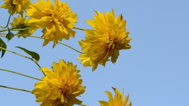 Yellow flower blue sky — Stok video