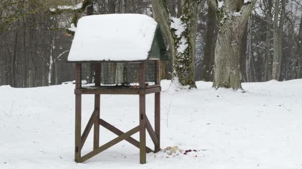 Vogelhuis/waterbak wintersneeuw — Stockvideo