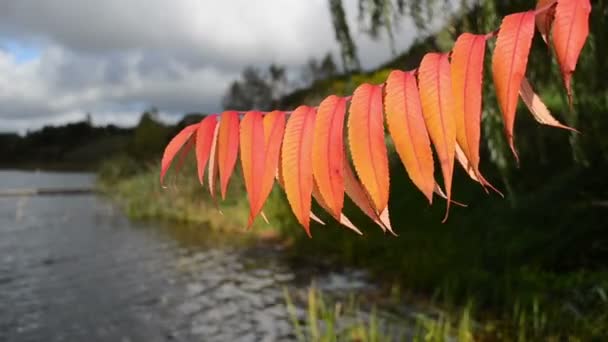 Осіннє листя крупним планом озеро — стокове відео
