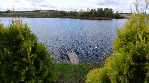 Puente lago cisne aves — Vídeo de stock