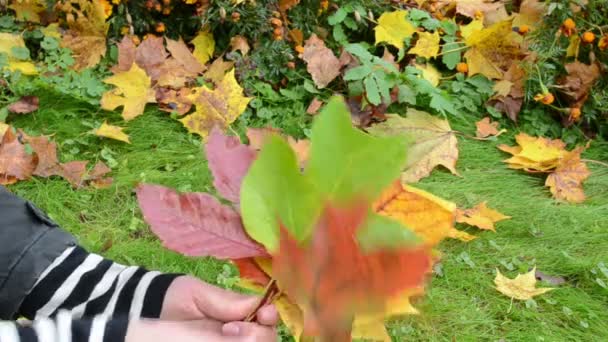 Рука берет осенние листья — стоковое видео