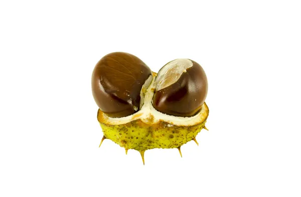 Two ripe chestnuts in the shell — Stock Photo, Image