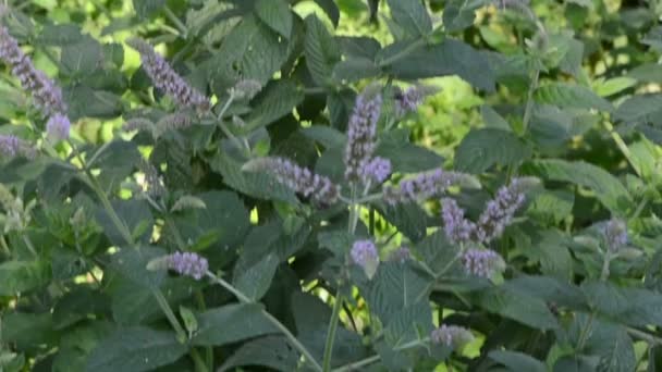 Planta de menta plato de mimbre — Vídeo de stock